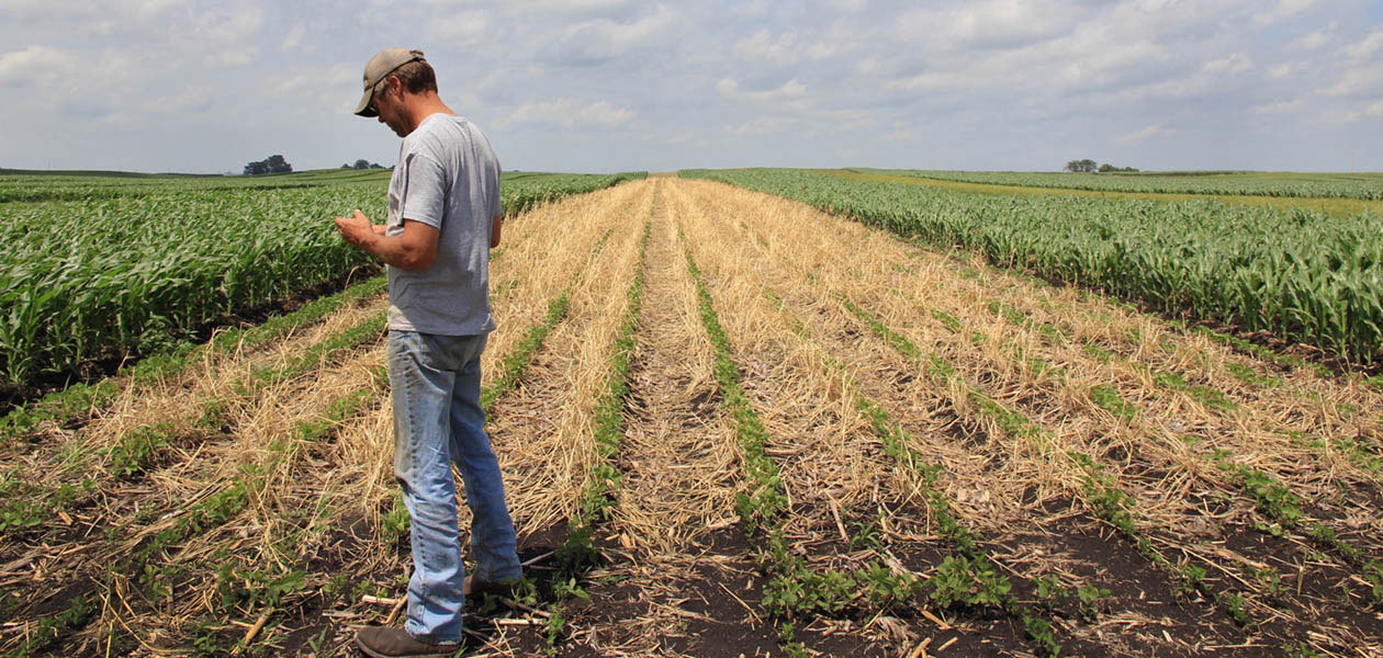 Where Corn Is King, the Stirrings of a Renaissance in Small Grains