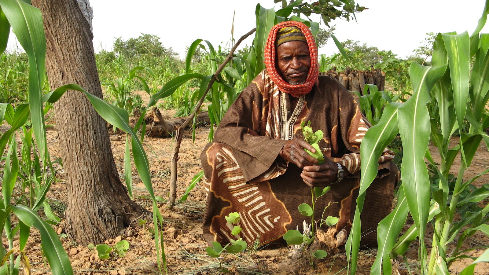 As Africa Loses Forest, Its Small Farmers Are Bringing As soon as extra Timber