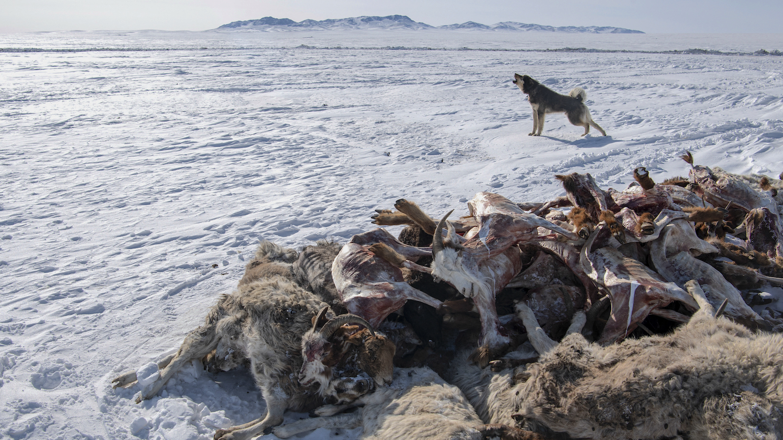 In Mongolia, a Killer Winter Is Ravaging Herds and a Way of Life