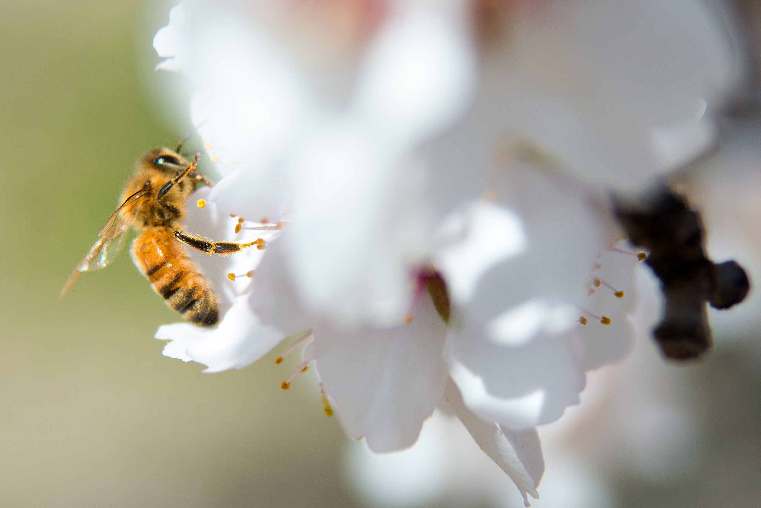 Declining Bee Populations Pose a Threat to Global Agriculture