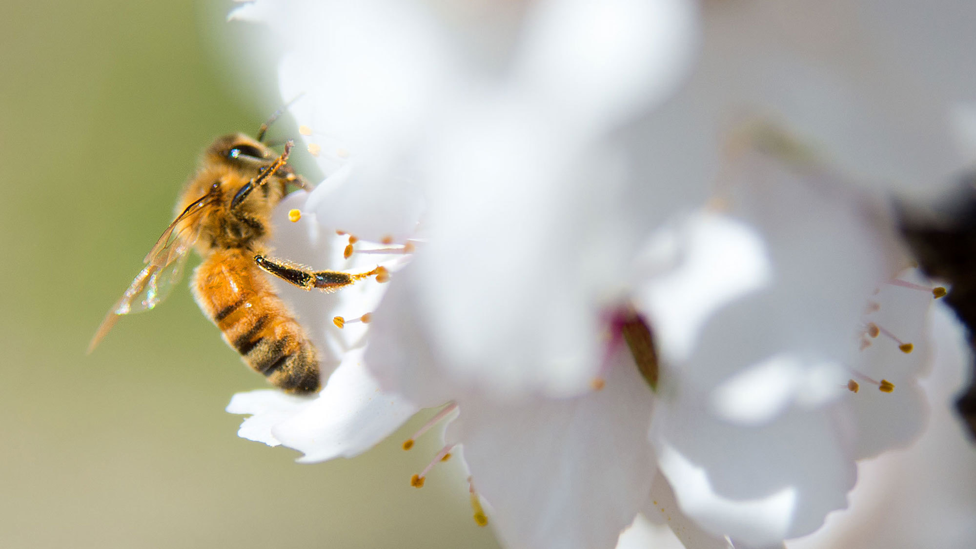 Bee Alert: Is a Controversial Herbicide Harming Honeybees?