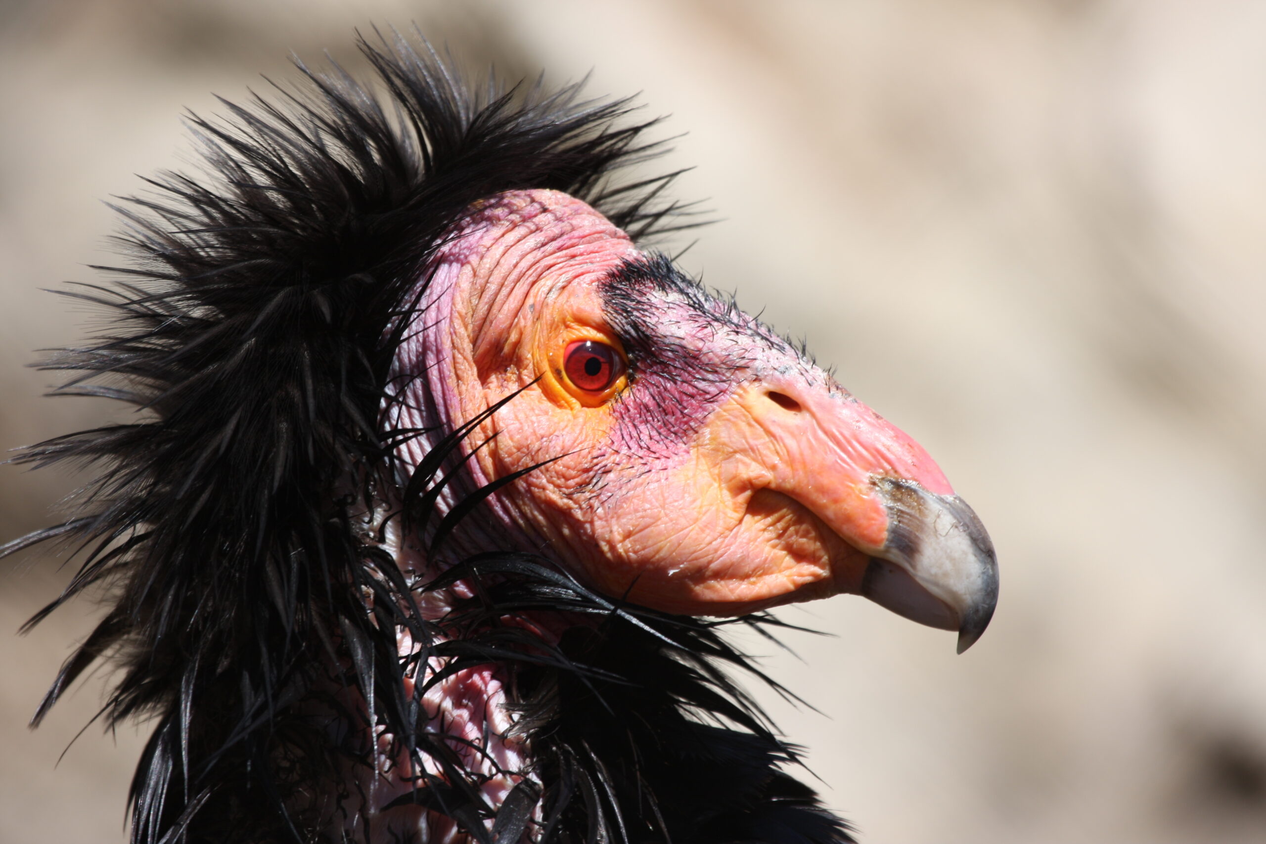 California Condor Population Reaches New Heights in 2015