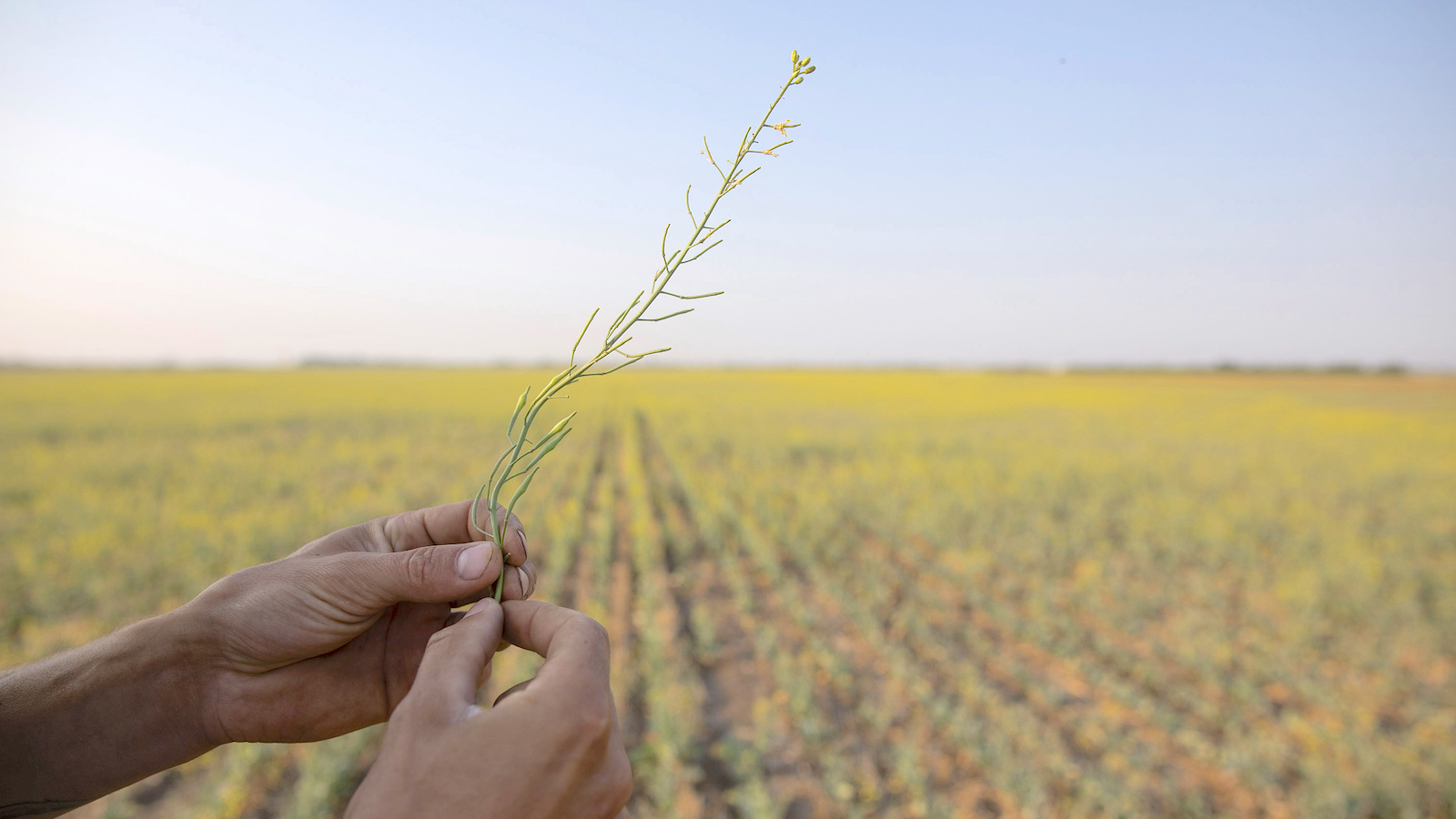 Pollen and Heat: A Looming Challenge for Global Agriculture