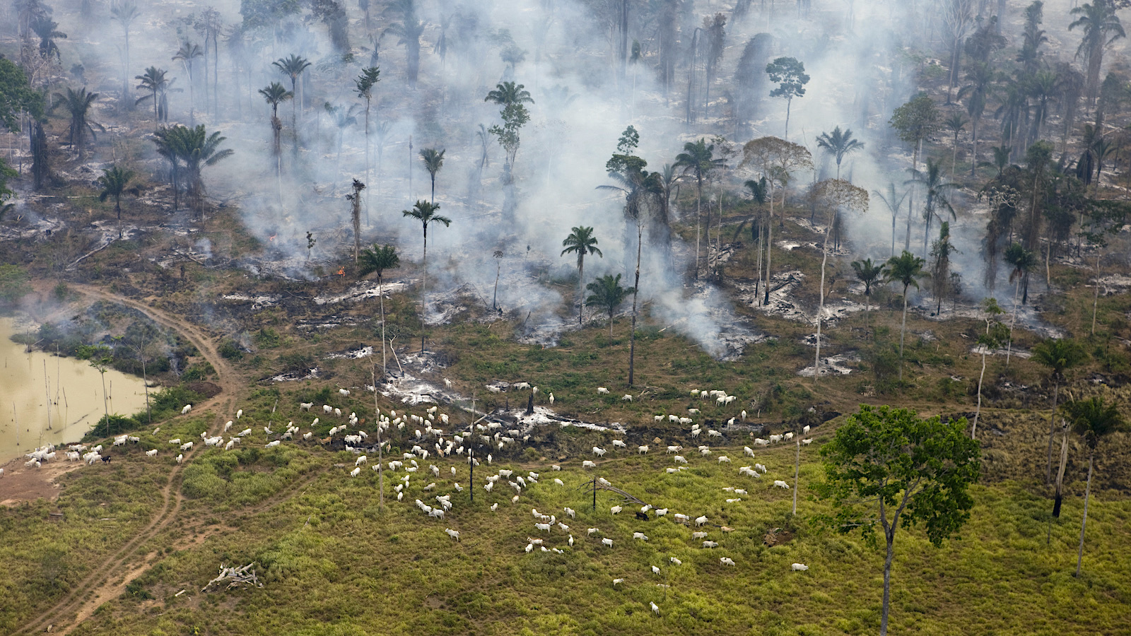 Amazon Under Fire: The Long Struggle Against Brazil’s Land Barons