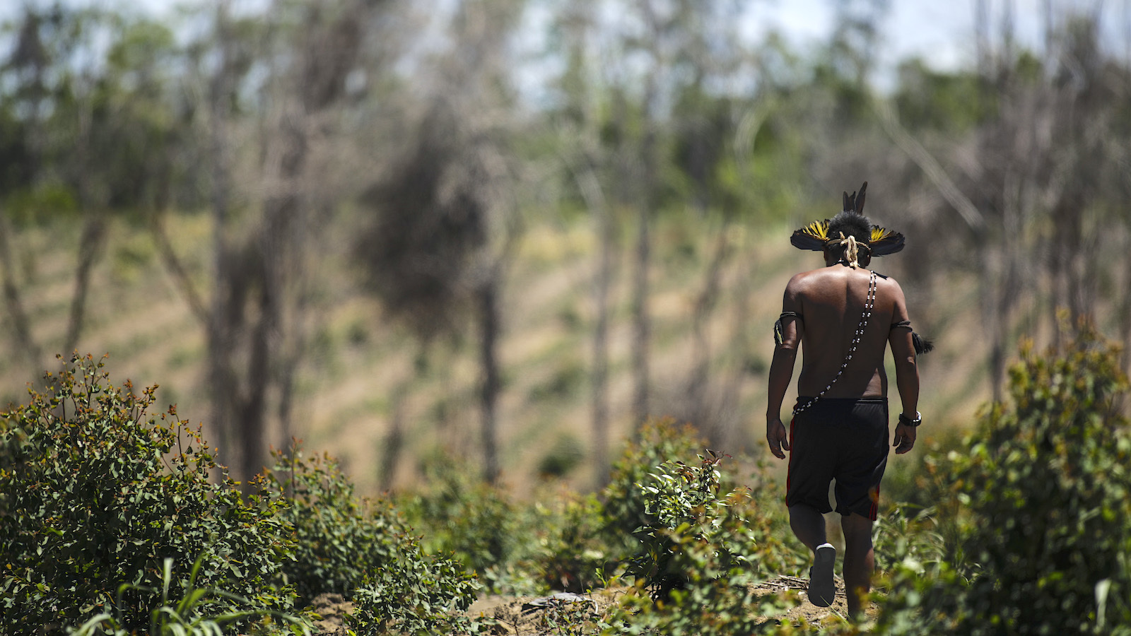 How Indigenous People Are Restoring Brazil’s Atlantic Forest