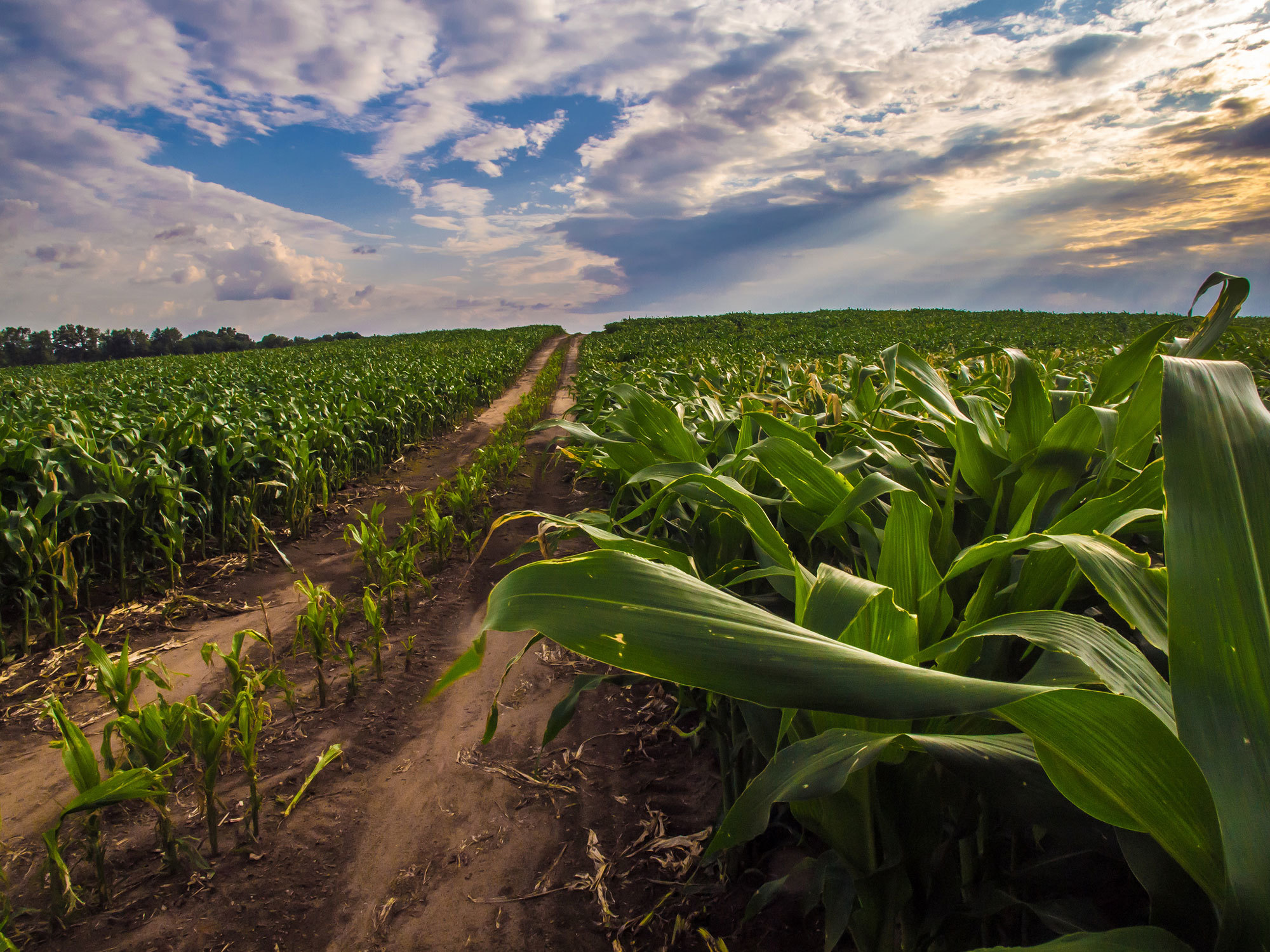 Can ‘Vaccines’ for Crops Help Cut Pesticide Use and Boost Yields?