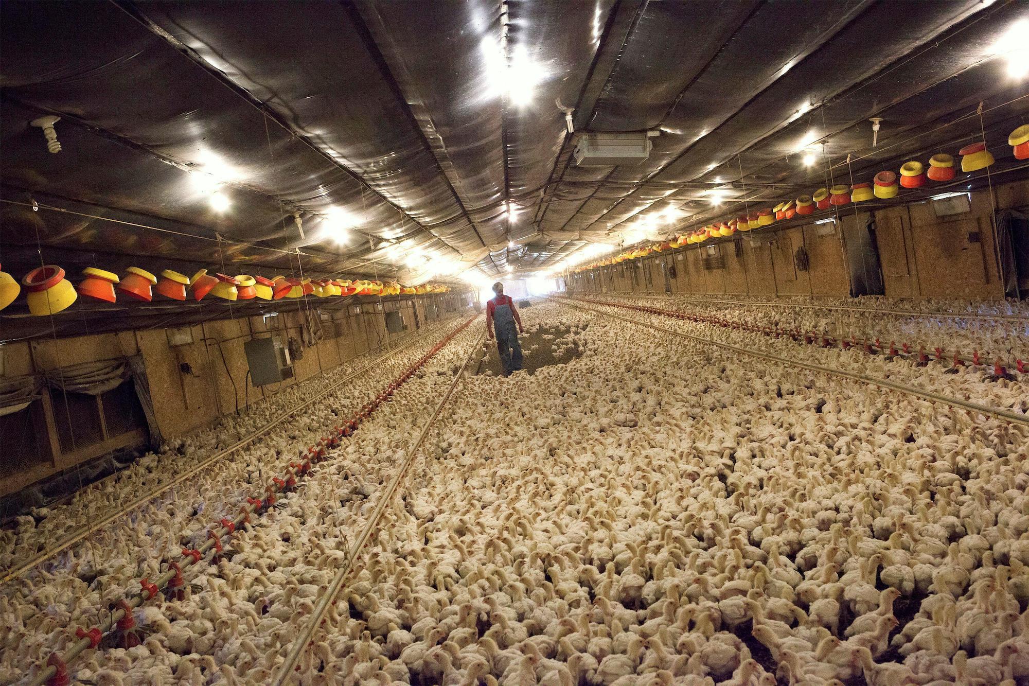 Chicken Frenzy: A State Awash in Hog Farms Faces a Poultry Boom