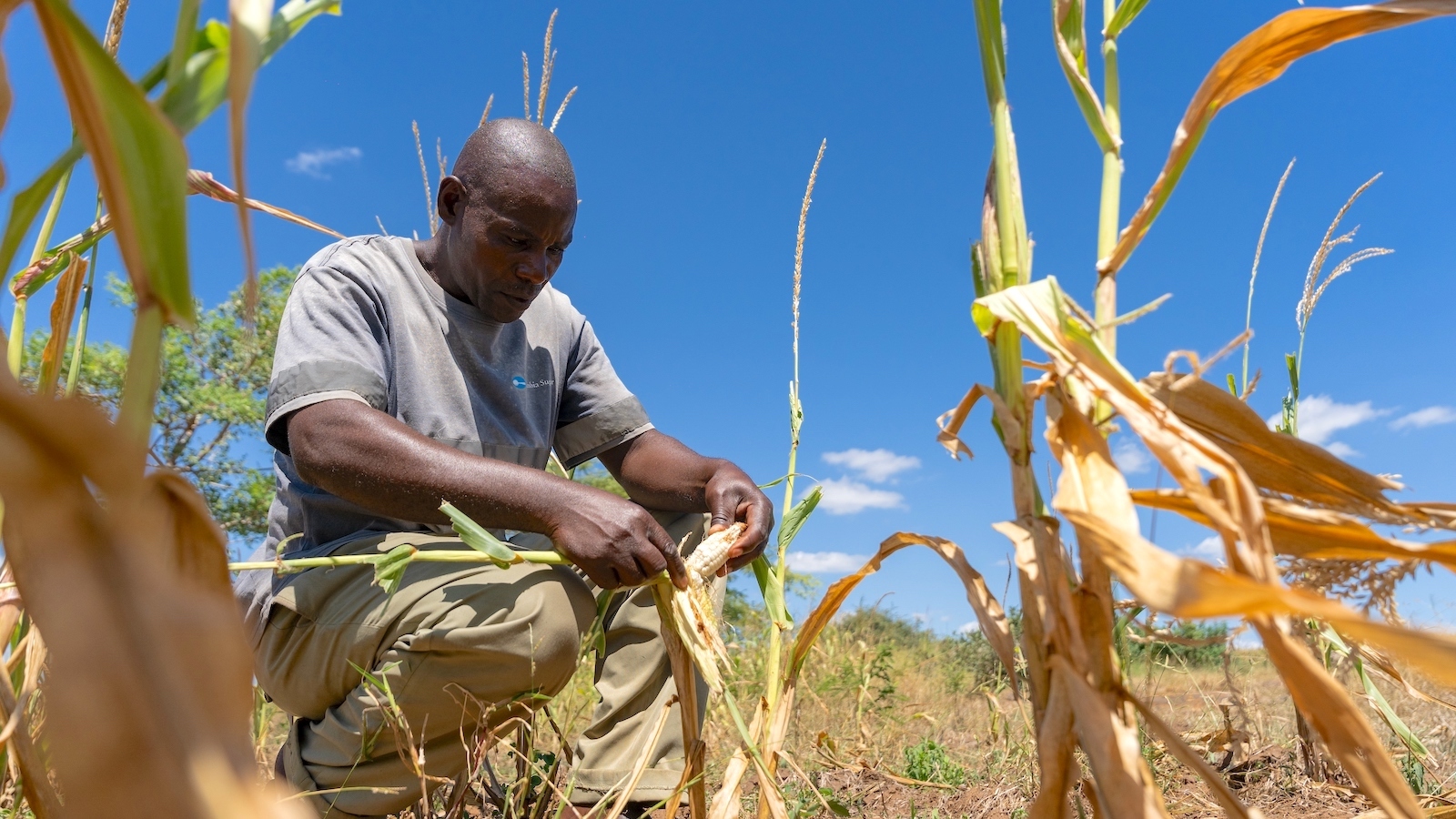 How an El Niño-Driven Drought Brought Hunger to Southern Africa