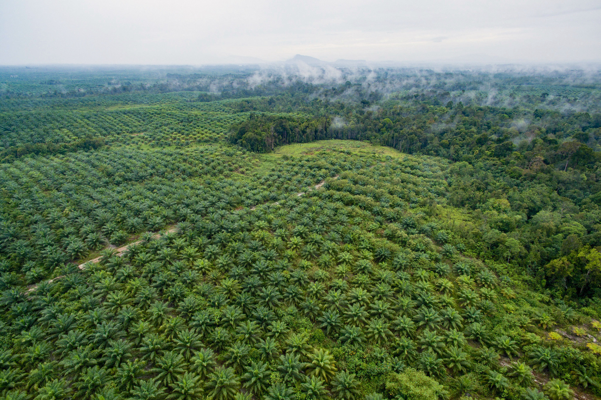 Can Synthetic Palm Oil Help Save the World’s Tropical Forests?