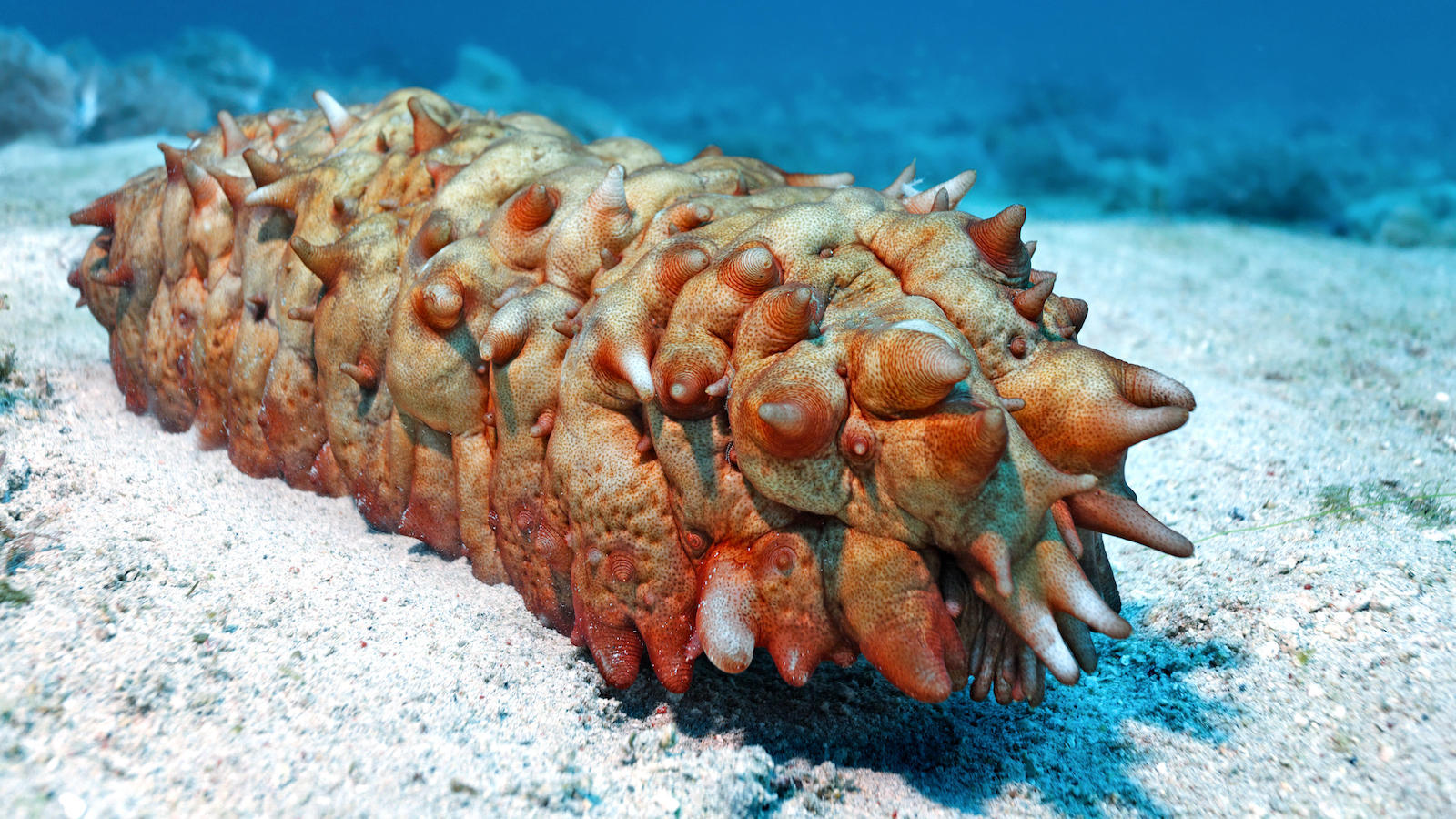 Are Sea Cucumbers a Cleanup Solution to Fish Farm Pollution?