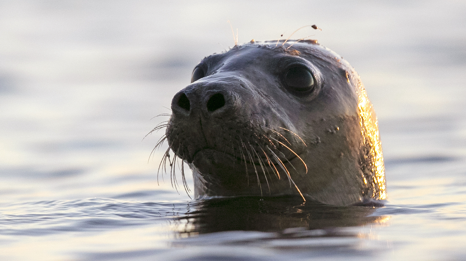 Avian Flu Outbreaks in Marine Mammals Mark New Era for Deadly Virus