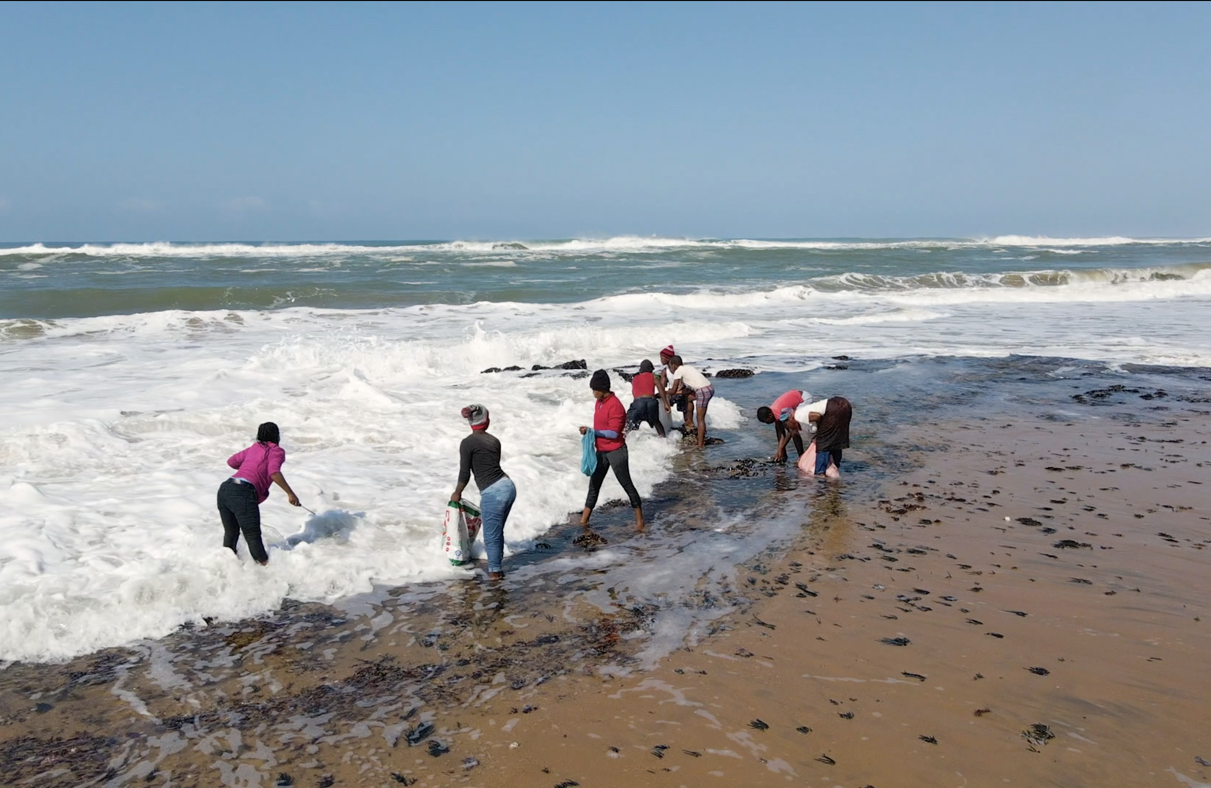 On South African Shores, Women Carry On a Harvest Once Denied