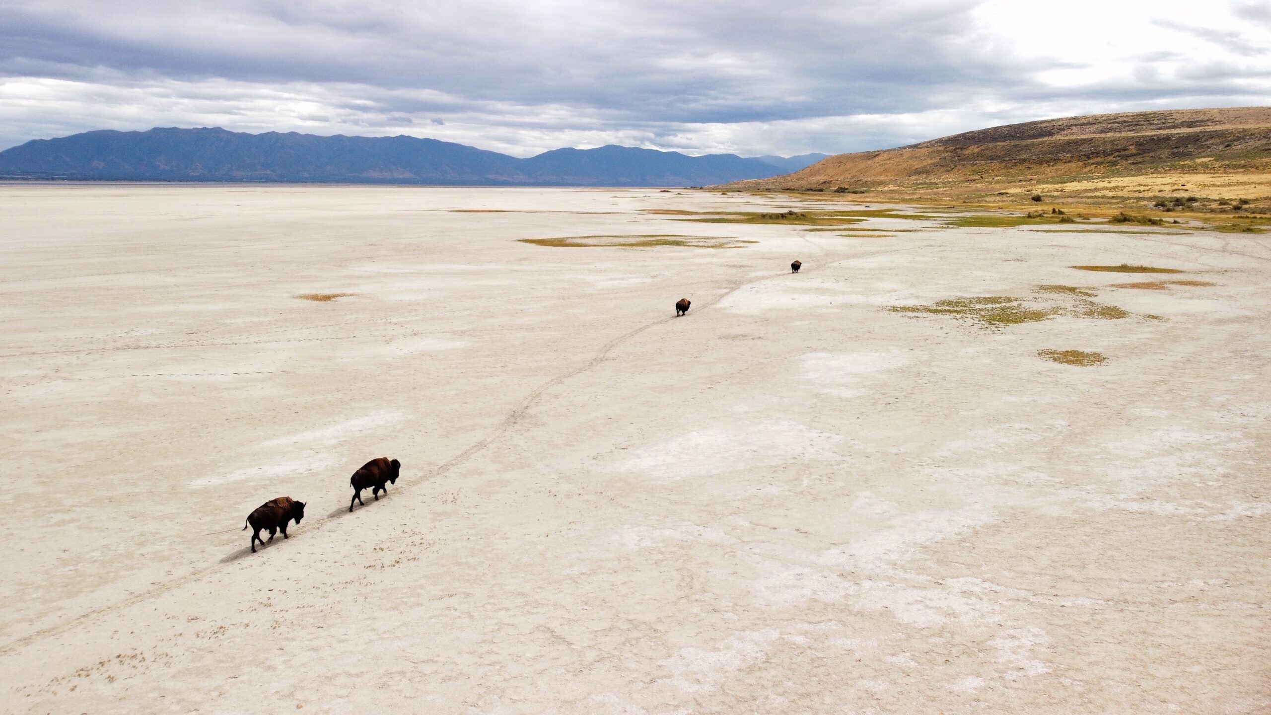 The Great Salt Lake and Its Web of Life Face an Uncertain Future